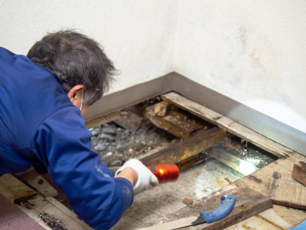 Best Office Mold Removal Services  in North Shore, VA