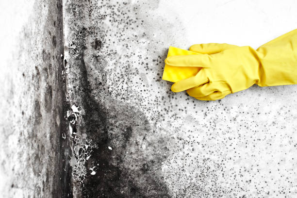 Best Mold Removal Company Near Me  in North Shore, VA