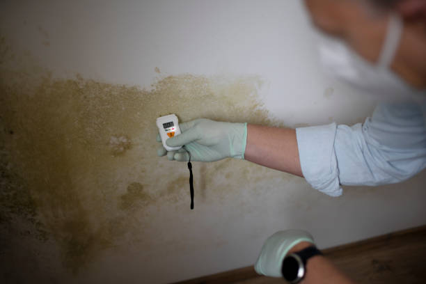 Best Attic Mold Removal  in North Shore, VA