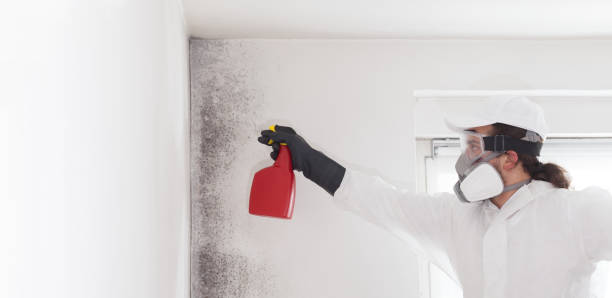Best Mold Removal Specialists  in North Shore, VA