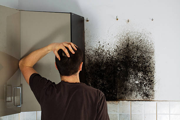 Best Same-Day Mold Removal  in North Shore, VA