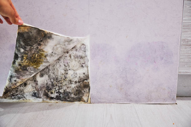 Best Mold Remediation  in North Shore, VA